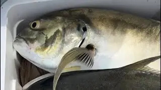 Dania Pier Fishing. Nice catch. 🐟🐠🦈 #fishing #catch #video #daniapier #family