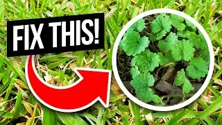 How to Fix an Ugly St Augustine Lawn Full of Weeds Including Creeping Charlie