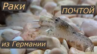 Карликовый рак cambarrelus diminutus из Германии почтой