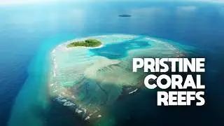 Coral Reefs of the Chagos Islands: A Wilderness Preserved | Documentary