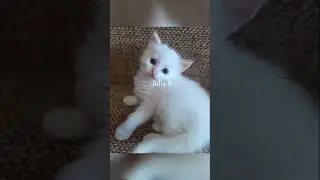 Девушка купила котёнка, а он оказался… 