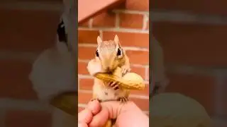 Faisal and Dad Feeding Squirrel 🐿🐿 #shorts