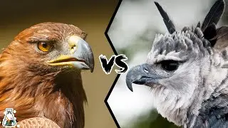 Golden Eagle VS Harpy Eagle - Who Is The King Of The Sky?