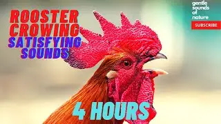 Rooster Crowing Sounds (4 hours)