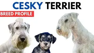 Cesky Terrier Breed Profile History - Price - Traits - Cesky Terrier Grooming Needs - Lifespan