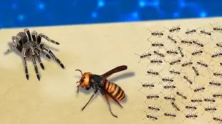 Hornet versus Tarantula versus 1000 Ants... Who Will Win?