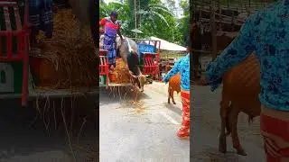 talgasi gorur haat tiktok video