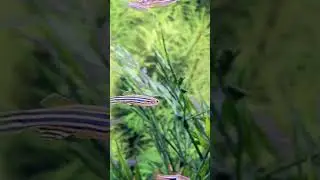 Danio Care Guide | Beginner Freshwater Fish