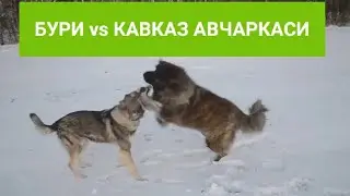 Хайвонлар Жанги Бури ва Кавказ Авчаркаси 