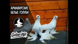 АРМАВИРСКИЕ  КОРОТКОКЛЮВЫЕ БЕЛЫЕ  ГОЛУБИ / PIGEONS / TAUBE