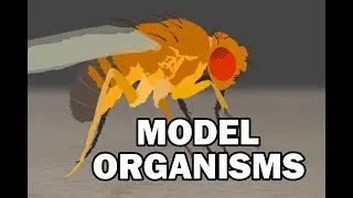 MODEL ORGANISMS