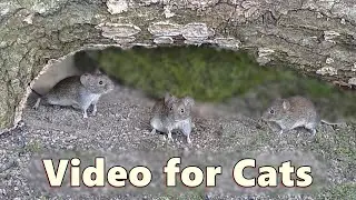 Videos for Cats to Watch Mice 🐭 Mouse Under The Bridge