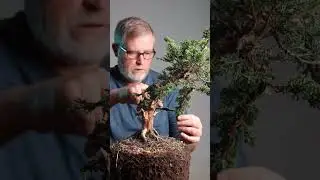 Bonsaify | Upright Juniper Nursery Stock Styling #bonsai #juniper #bonsaistyling