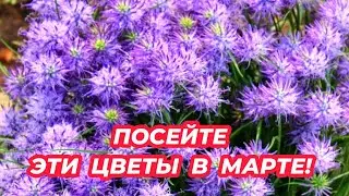 ПОСЕЙТЕ ЭТИ ЦВЕТЫ В МАРТЕ! 7 красивых цветов из семян которые  украсят цветники и дорожки в саду!