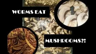 Compost worms eat mushrooms in 5 days! It's like you can see them take bites out of the mushrooms!