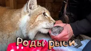 РОДЫ у РЫСИ Умки