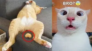 1 HOUR Funniest Animals 2023 😅 Best Cats and Dogs Videos 🐶😸 Part 12