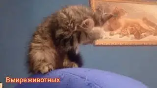 Кузя сам себе хозяин. Что хочу то и творю)