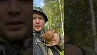 Первые молодые  Грибы 🍄🍄🍄 второе июня! #грибы #лес #тихаяохота