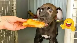 Smarty Funny Animal Video Clips 😹🐶 The Funniest Cat & Dog Moments Compilation 😁