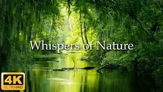 Whispers of Nature / The Enchanting Earth 4K