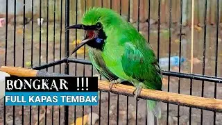 BONGKAR KAPAS TEMBAK Pantang Ngadat - Pancingan Cucak Ijo gacor Bongkar Isian