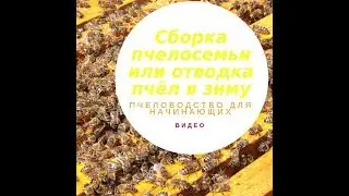 Пчеловодство для начинающих видео сборка пчелосемьи или отводка пчел в зиму