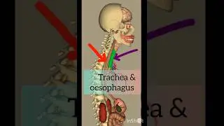 Trachea and esophagus #anatomy #shortvideo #youtubeshorts #shorts