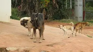 Awesome Rural Dogs !! Dog Meeting for the Summer Season in Village.