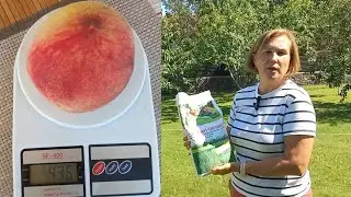 ДОЛОМІТОВЕ БОРОШНО СУПЕР КОРИСНЕ для Саду і Городу🍅🍏ПЕРСИКИ ГІГАНТИ🍑#доломіт#доломітовеборошно#город