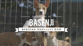 ALL ABOUT BASENJI THE AFRICAN BARKLESS DOG