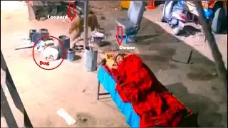 Leopard attacks a dog while the owner was asleep!!!