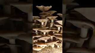 Pioppino Mushroom Growth Time Lapse