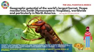 Geographic potential of the world’s largest hornet - Science News and Research News