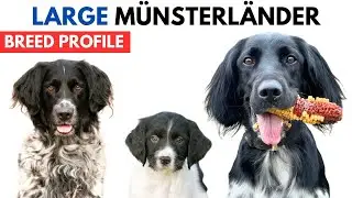 Large Munsterlander Breed Profile History - Price - Traits - Large Münsterländer Grooming Needs