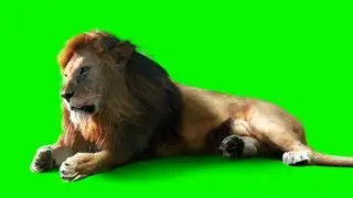 Lion Green Screen Video