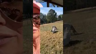 Caught on Film! I can’t believe he did this ! #goat #farming #livestock