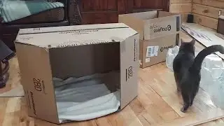 Cardboard cat house timelapse!