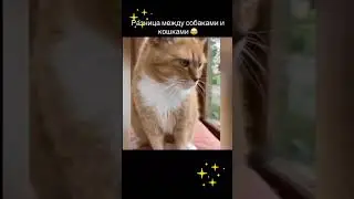 💖Кто Любит Кошек Кто Собак😻А вы?💖