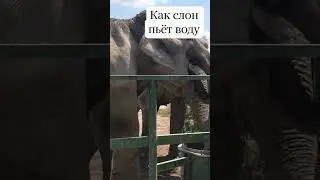 Как слон пьёт воду