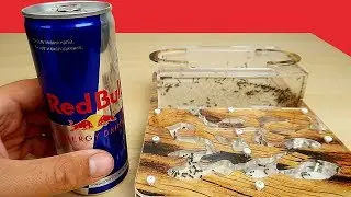 Реакция Муравьев на Молоко, Пиво и RedBull. Alex Boyko. Что если дать муравьям пиво?