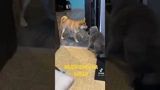 КОТ БЬЕТ ЛАПОЙ СОБАКУ