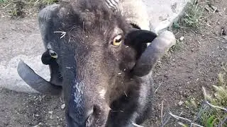 Ouessantschaf scheren in Bulgarien.