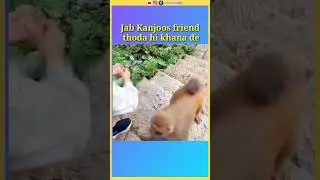 Jab bandar bhu aapse naraj ho jaye #bandar #monkey #memes #viral #trending #shorts #reels