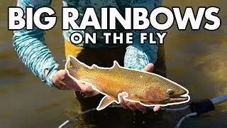 GIANT RAINBOW ON A SALMON FLY | 4K | Idaho fly fishing