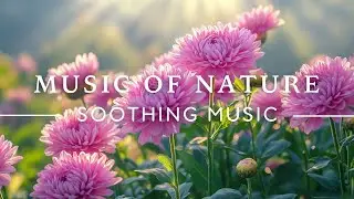 Soothing Music 🌸 Relaxing Music for Anxiety, Deep Sleep, Stress Relief, Inner Peace