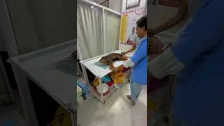 Dog pain 😢 #shorts #dog #shortvideo #song #love #bollywood