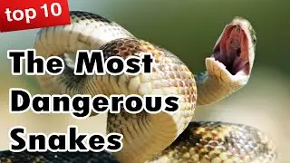 The most dangerous snakes top 10