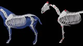 VAREN: Very Accurate and Realistic Equine Network (CVPR 2024)