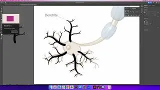 Advanced Illustrator for BioScience, neuron illustration